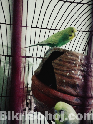 বাজিগার পাখি